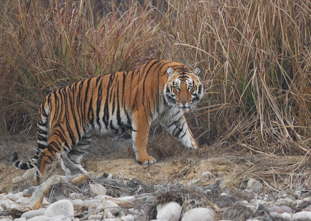 Interesting Facts Royal Bengal Tiger