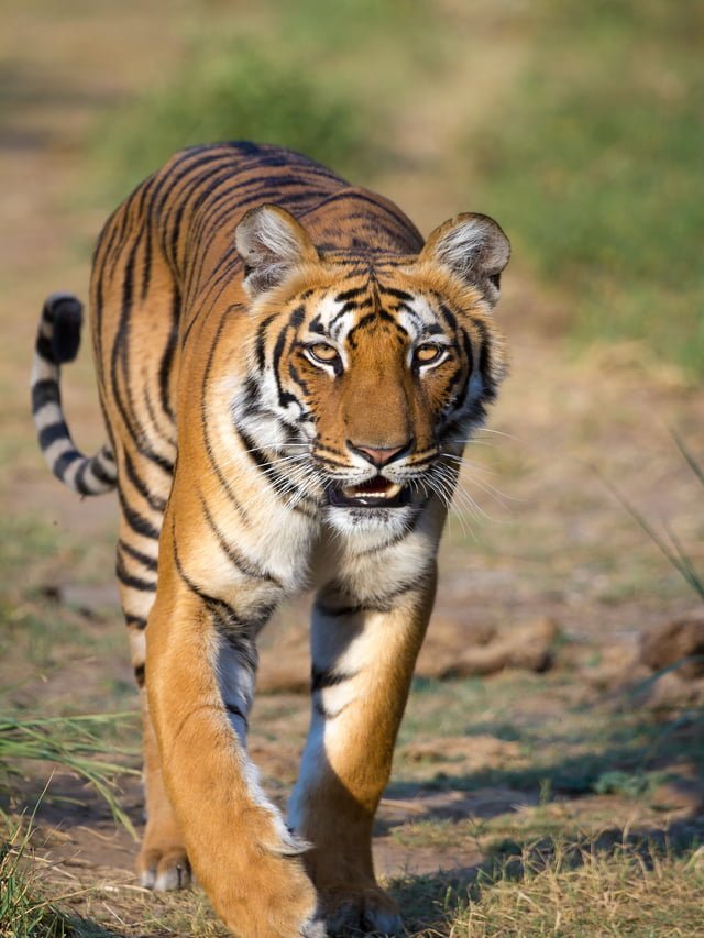 Jim_Corbett_National_Tigress_at_