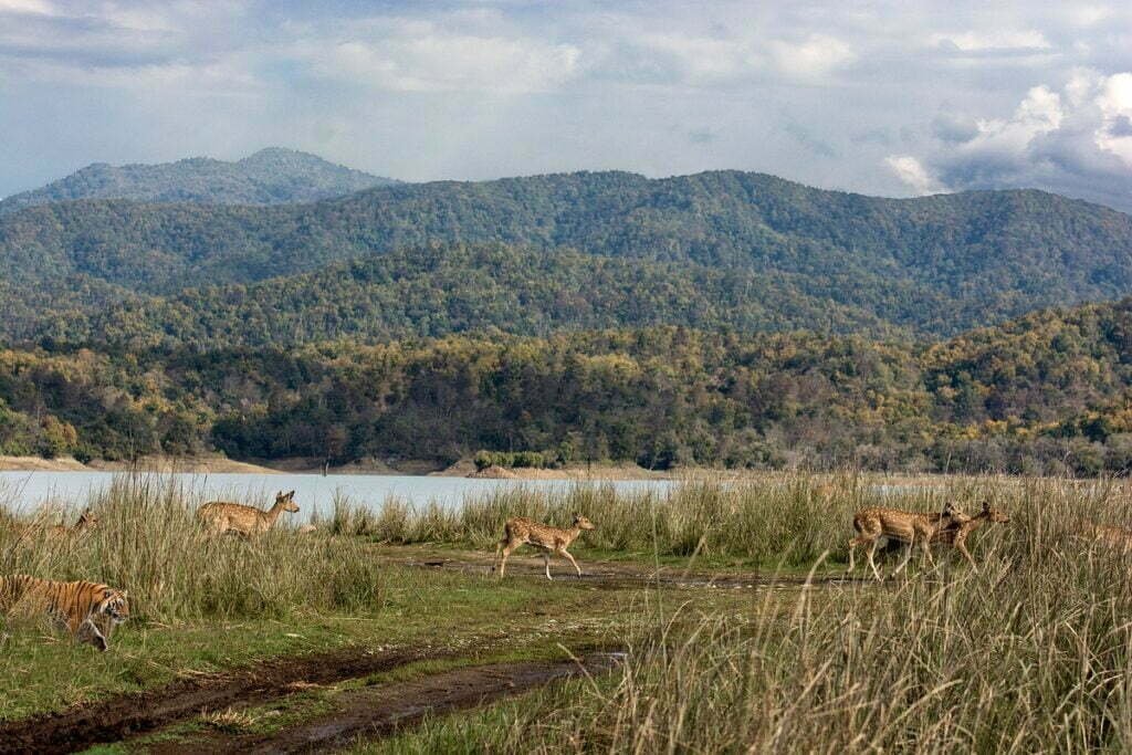 Jim Corbett National Park