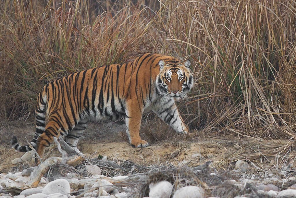 History of Jim Corbett National Park