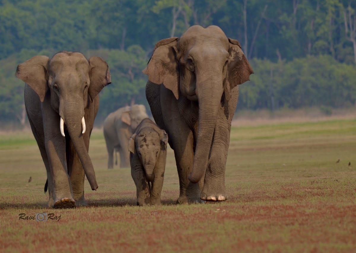 Asian Elephant 