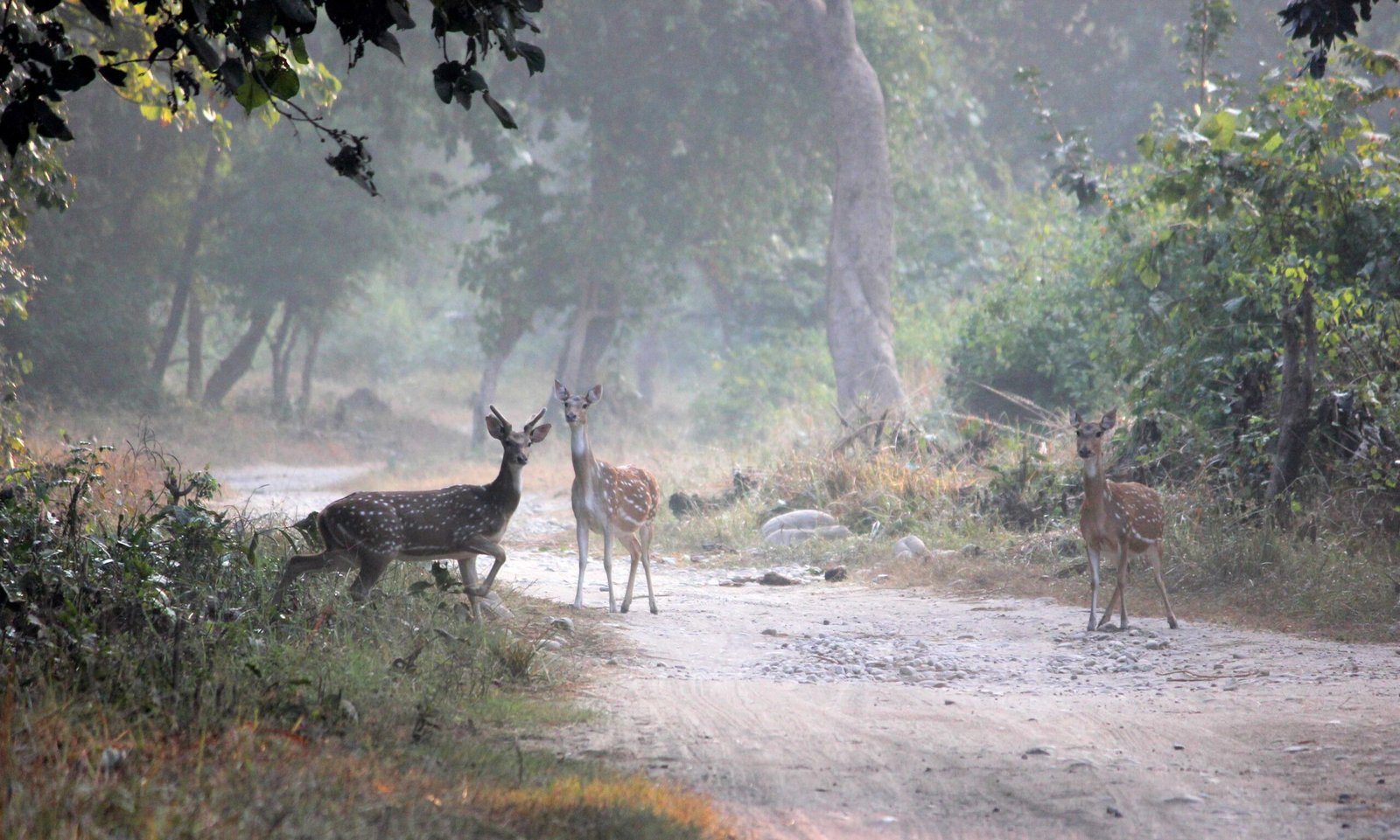 Safari booking in Jim Corbett