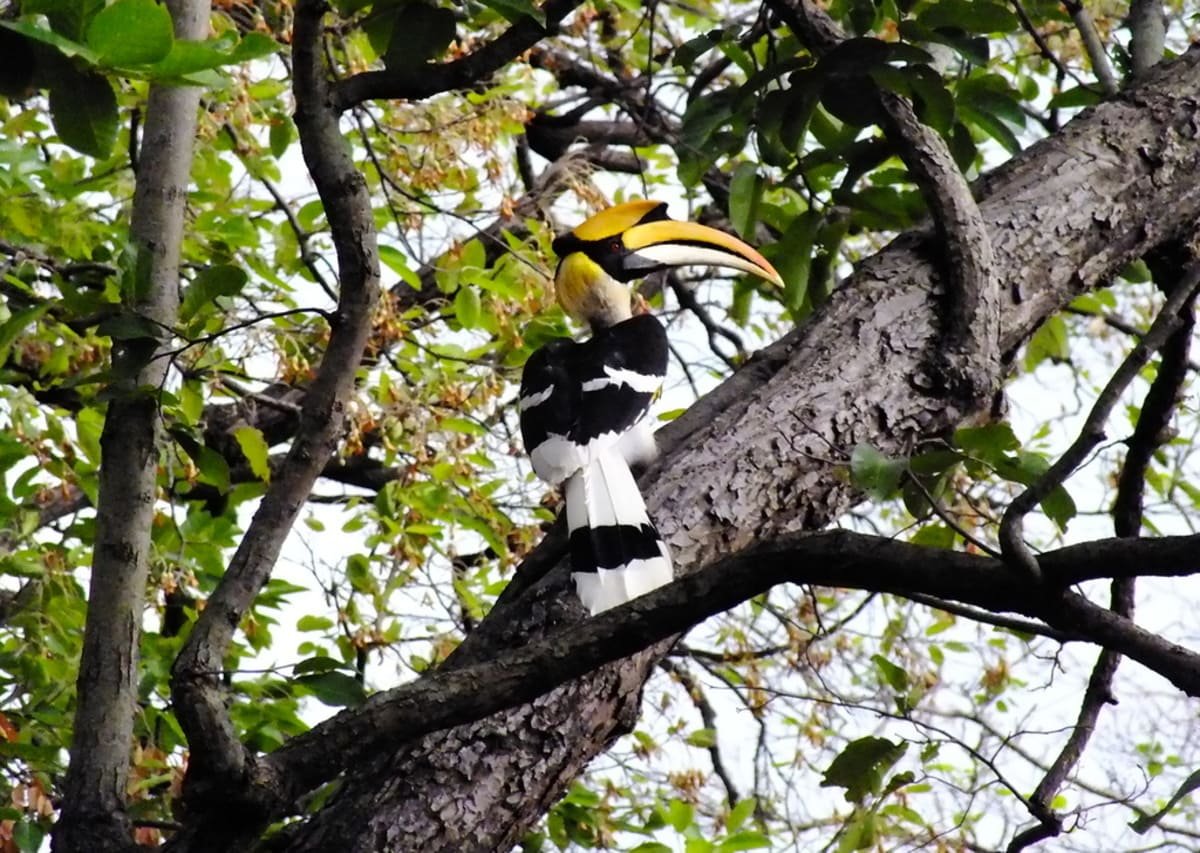 great hornbill at Jim Corbett