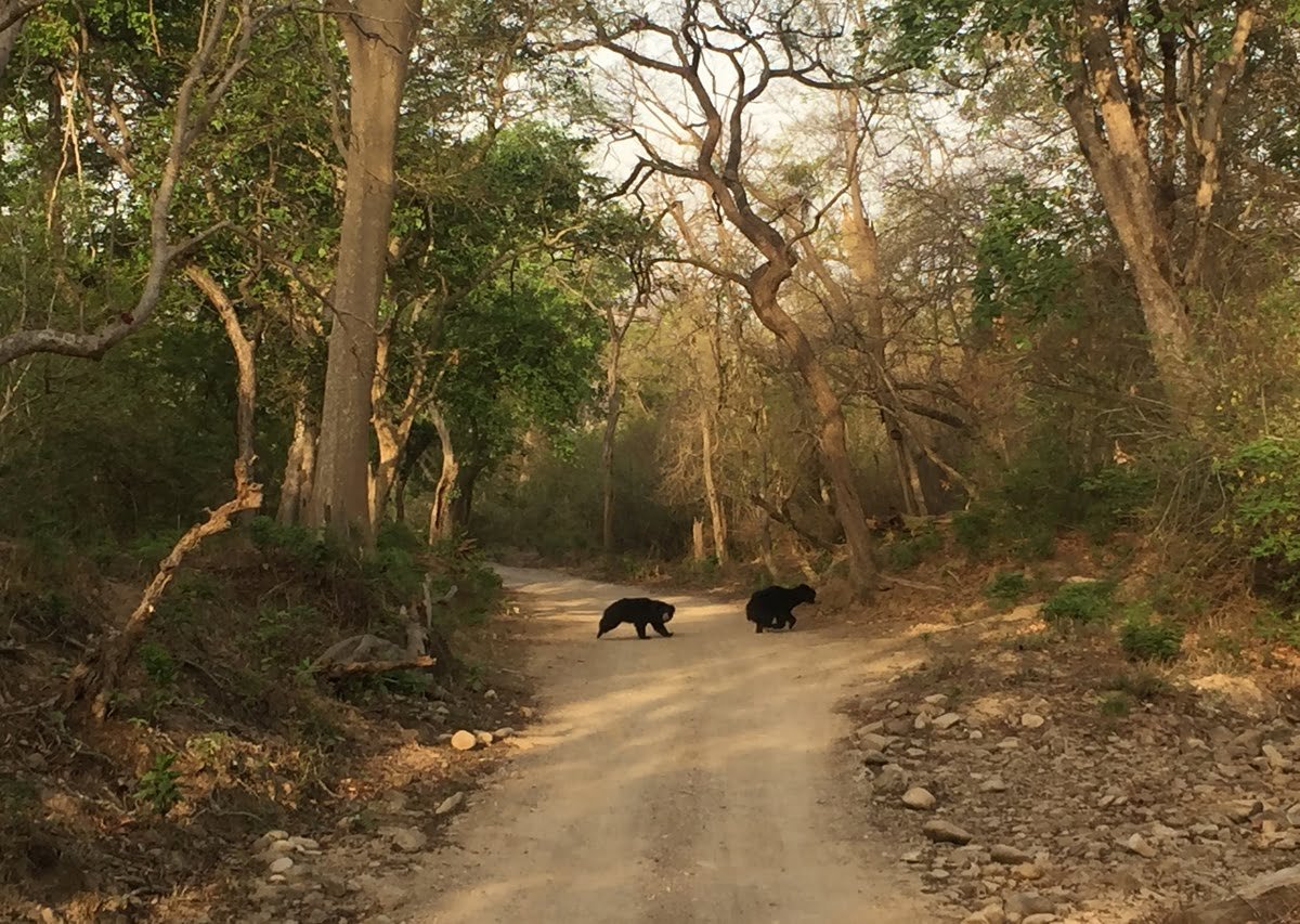 Indian Sloth Bear