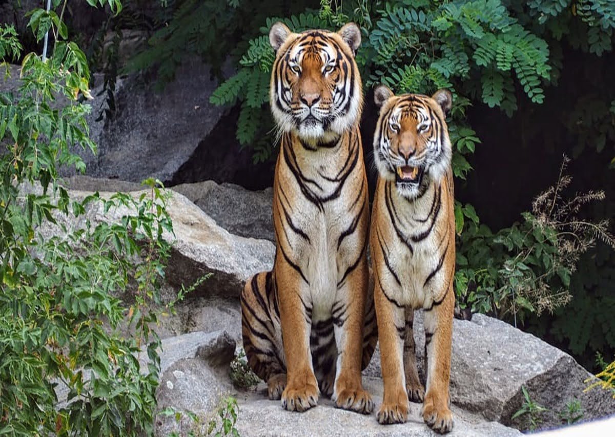 Animals in Jim Corbett- The Royal Bengal Tiger