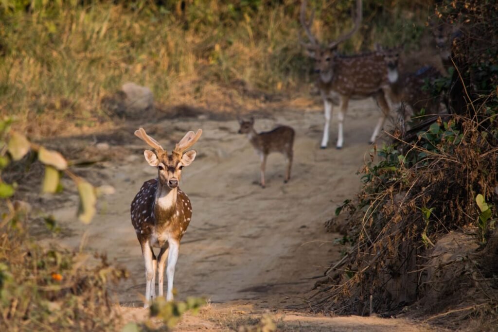 SUPREME COURT BAN TIGER SAFARIS IN JIM CORBETT’S CORE AREAS