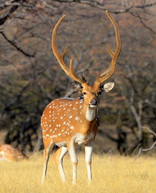 Chital