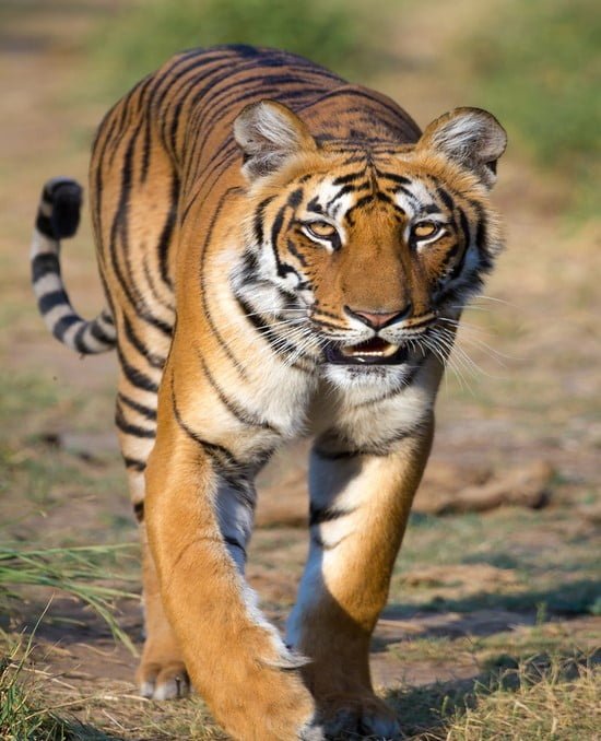 Royal Bengal Tiger