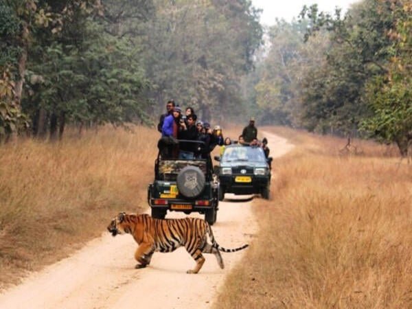 Jeep/jungle safari