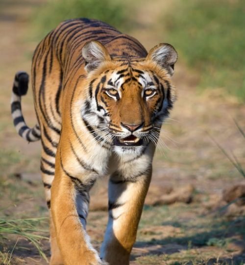 Jim_Corbett_National_Tigress_at_