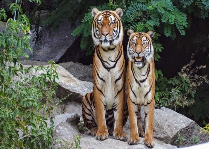 Animals in Jim Corbett- The Royal Bengal Tiger