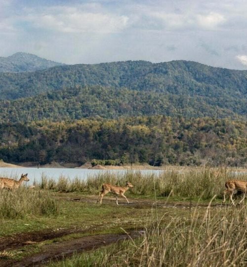 Jim Corbett National Park